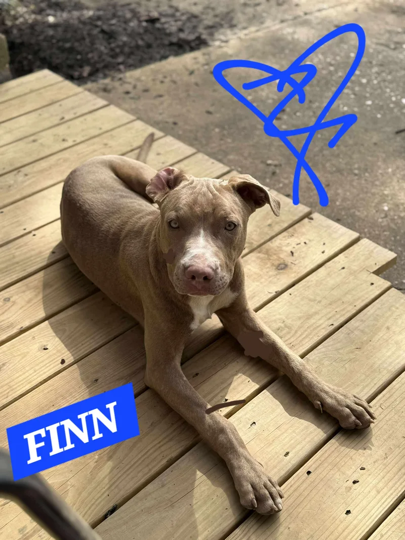 Finn thumbnail 4