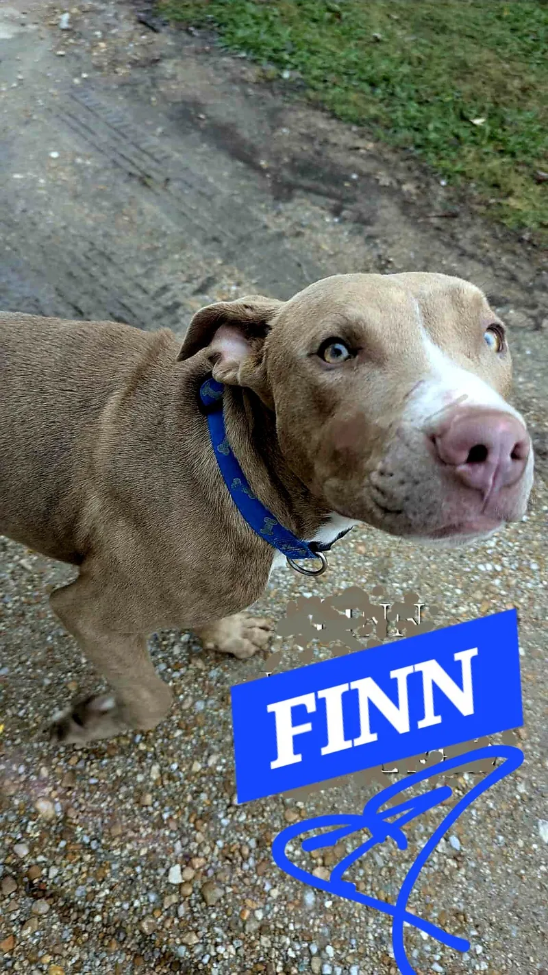 Finn thumbnail 5