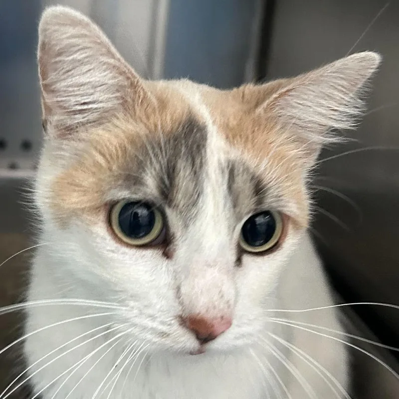An adult medium-sized female Calico Domestic Short Hair cat named Mama Victoria for adoption in Denver, CO