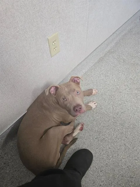 A baby small-sized male Pit Bull Terrier dog named Felix for adoption in Sacramento, CA