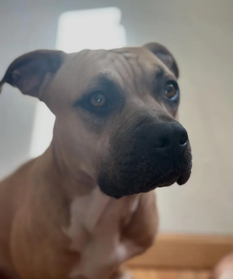 Jaxlil Bill thumbnail 3