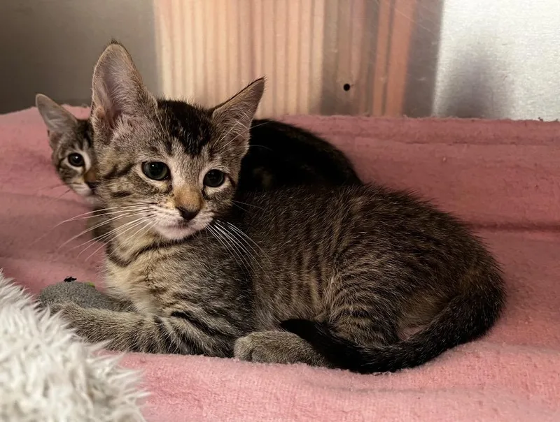 A baby medium-sized female Domestic Short Hair cat named Irda for adoption in Logan, UT