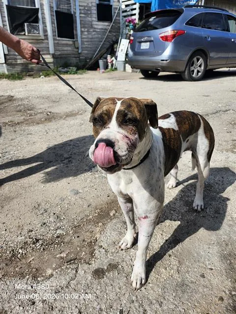 A young medium-sized female American Staffordshire Terrier dog named Martina for adoption in San Antonio, TX