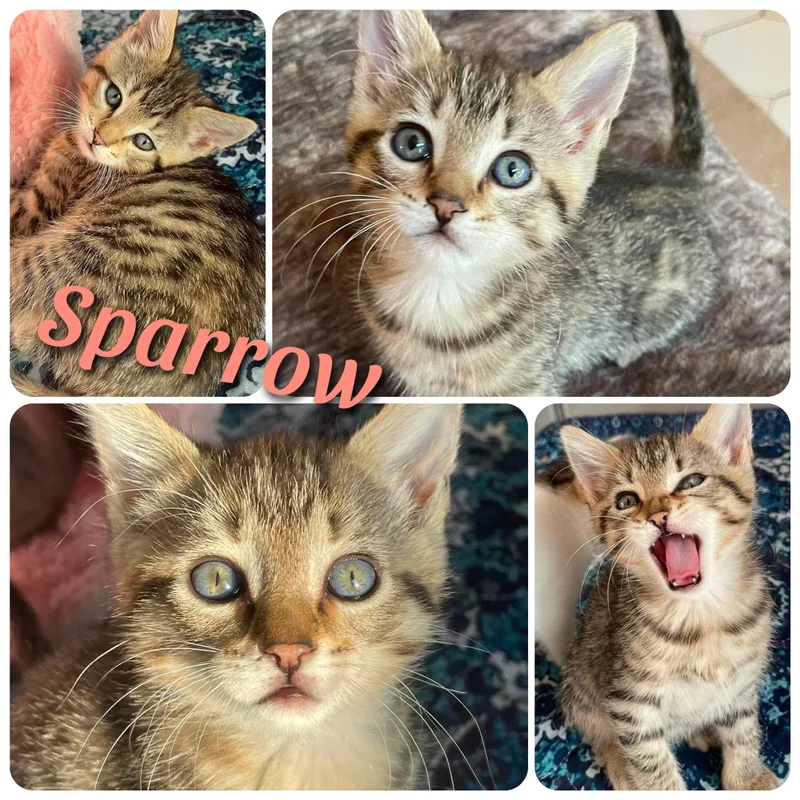 Sparrow thumbnail 2