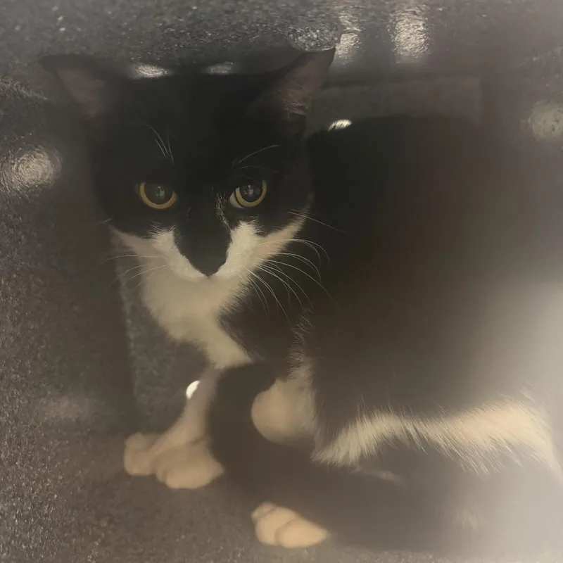 An adult medium-sized male Black Domestic Short Hair cat named Chai for adoption in Charlottesville, VA