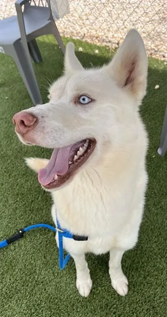 An adult large-sized male Husky dog named Yukon for adoption in Newton, NC