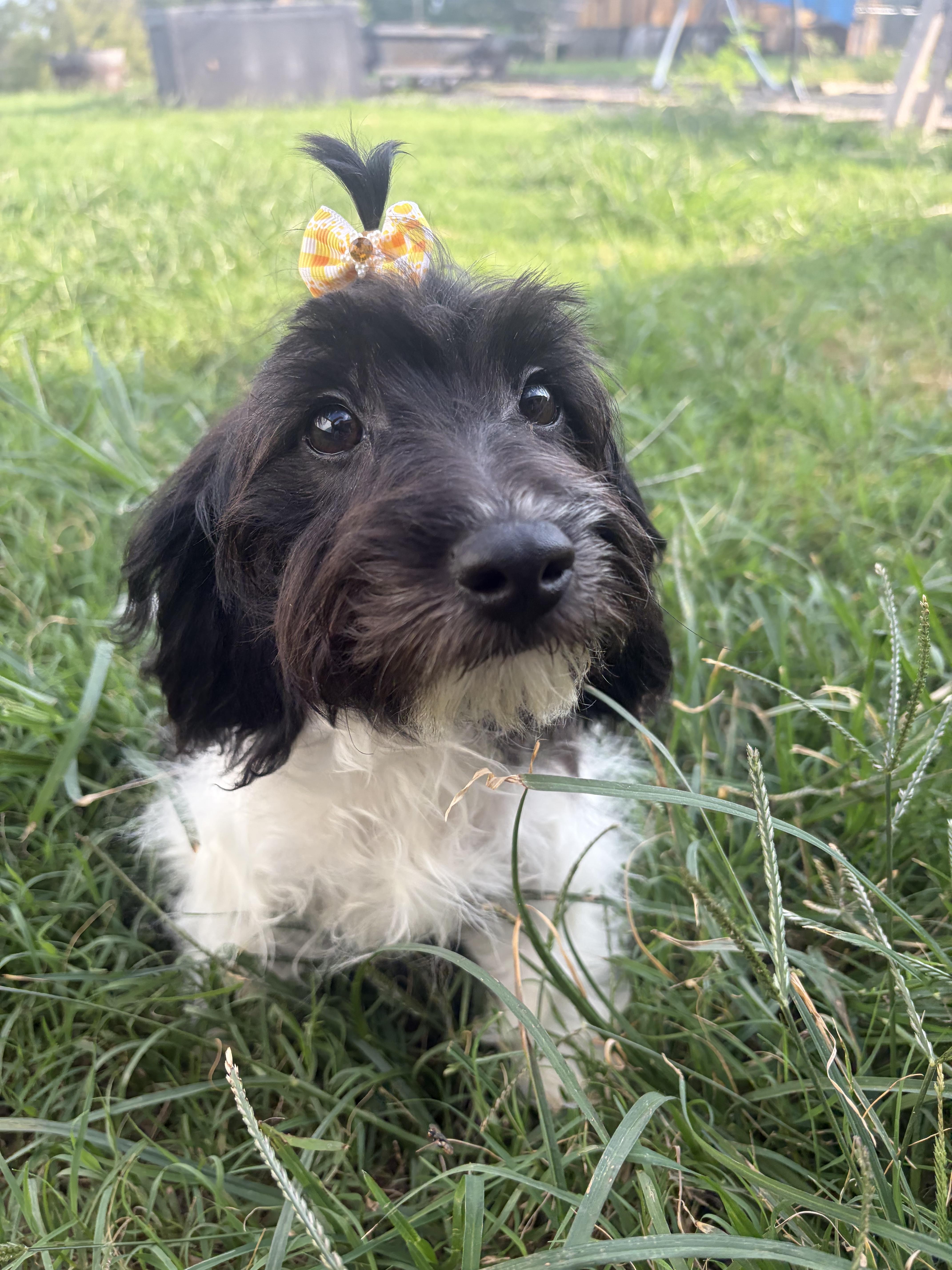 Annie