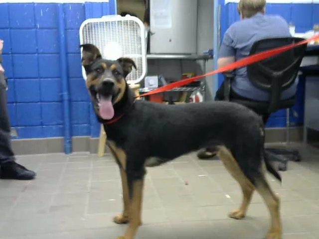 A young medium-sized male German Shepherd Dog dog named Smokey for adoption in Albuquerque, NM