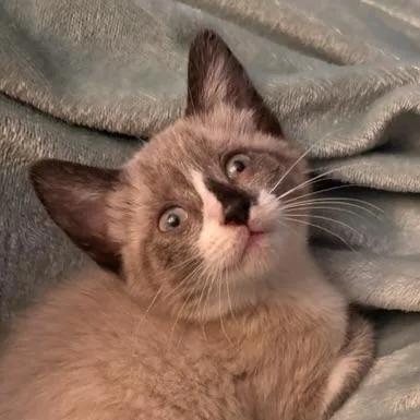 Spicy Queso thumbnail 3
