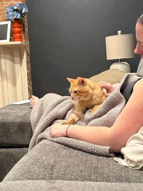 An adult medium-sized male Domestic Short Hair cat named Zest for adoption in Cincinnati, OH