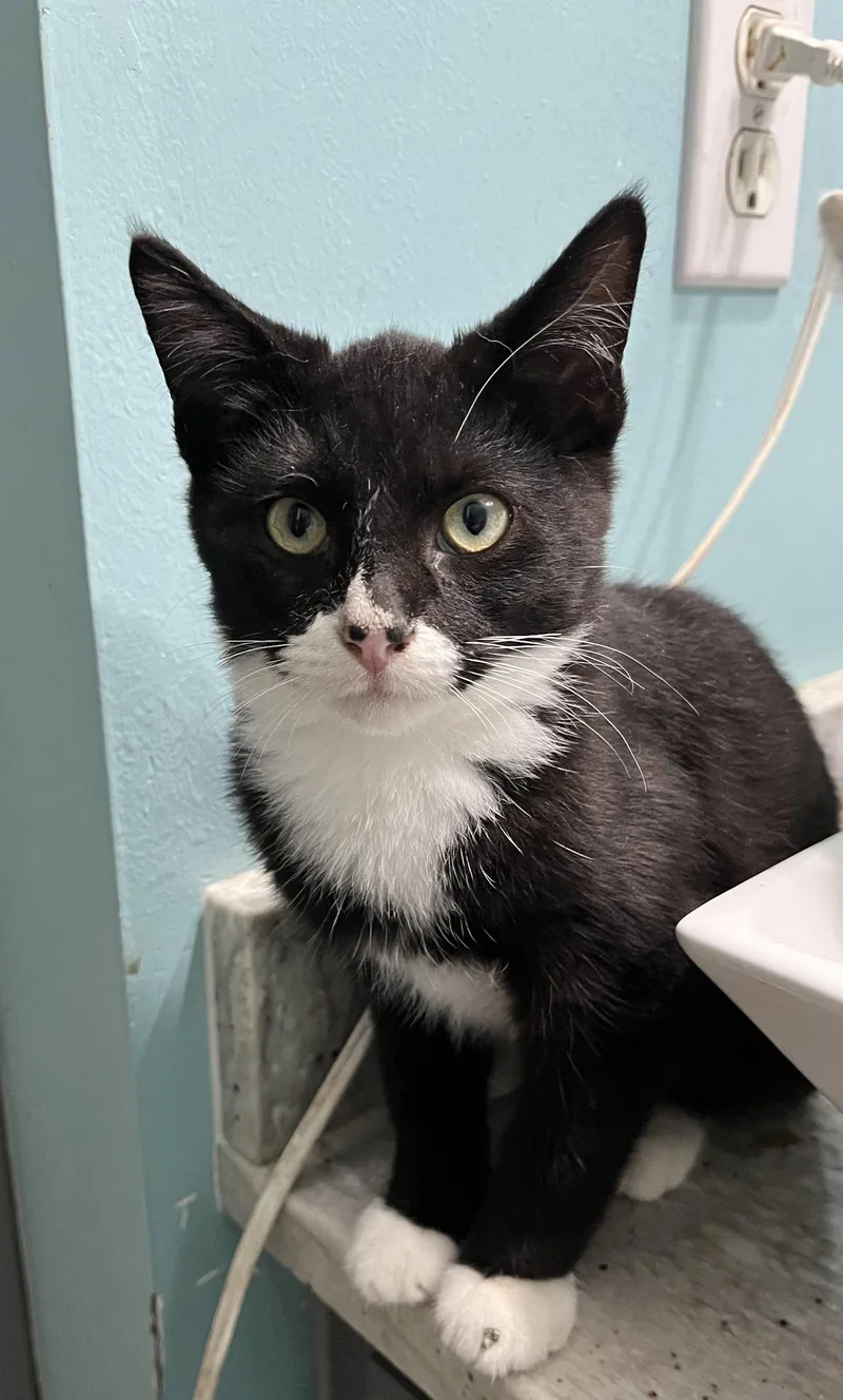 A young medium-sized male Domestic Short Hair cat named Batman for adoption in Zimmerman, MN
