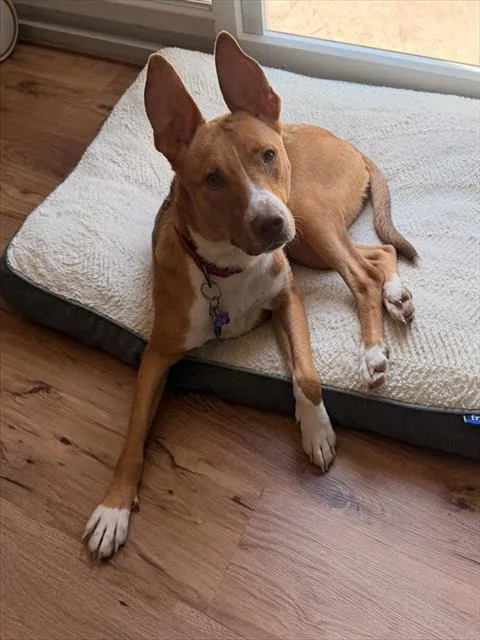 A young medium-sized female Basenji dog named Penelope for adoption in Aliquippa, PA