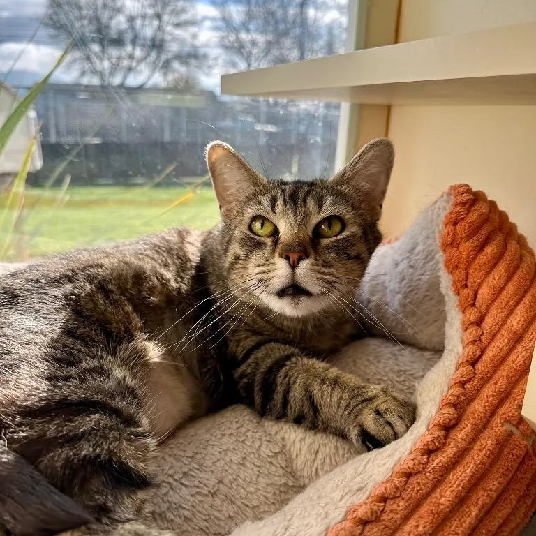 An adult large-sized female Brown / Chocolate Domestic Short Hair cat named Catherine O' Hara for adoption in Newberg, OR