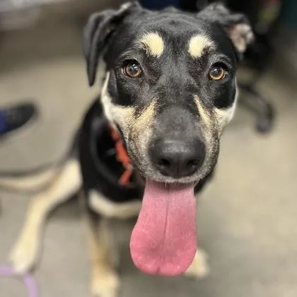 An adult large-sized female Mixed Breed dog named Princess for adoption in Janesville, WI