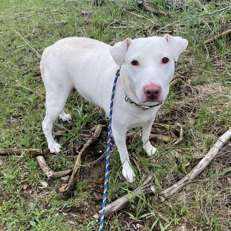 Snowball thumbnail 2