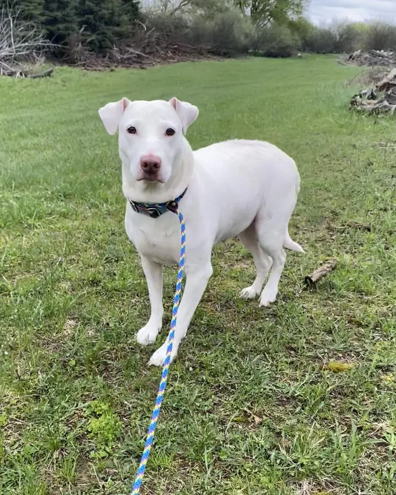 Snowball thumbnail 3