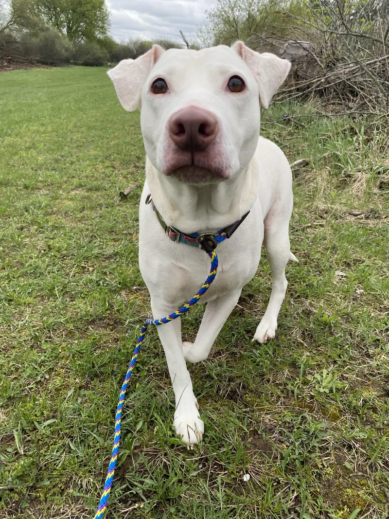 Snowball thumbnail 4