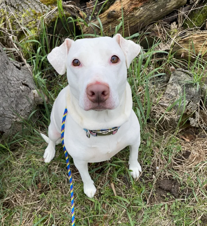 Snowball thumbnail 5