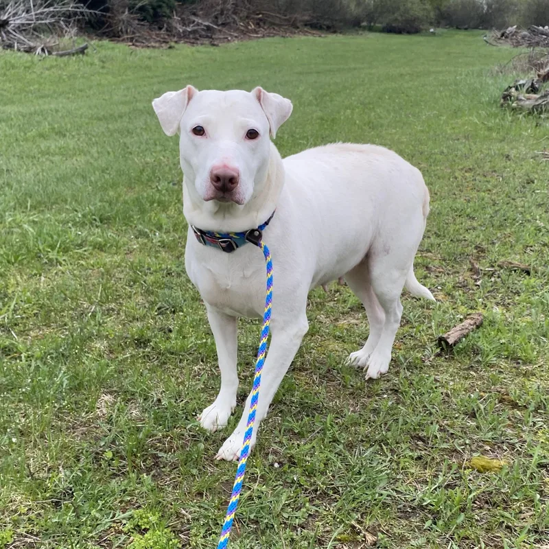 An adult medium-sized female White / Cream Mixed Breed dog named Snowball for adoption in Allegan, MI