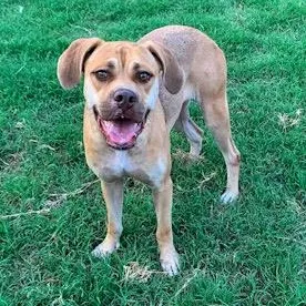 An adult medium-sized female Yellow / Tan / Blond / Fawn Boxer dog named Vanilla for adoption in Baytown, TX