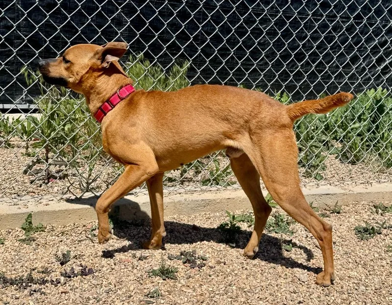 An adult medium-sized male Pit Bull Terrier dog named Diesel for adoption in Gillette, WY
