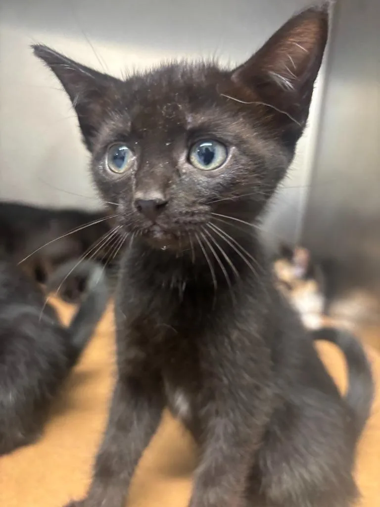 A baby large-sized female Domestic Short Hair cat named Paula for adoption in Cartersville , GA