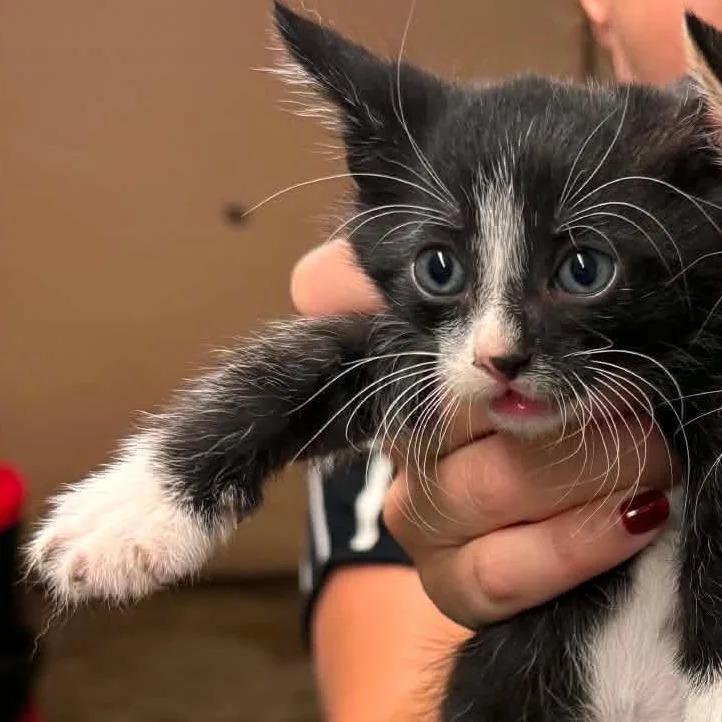 A baby small-sized male Black Domestic Short Hair cat named Finn for adoption in Edwardsville, IL