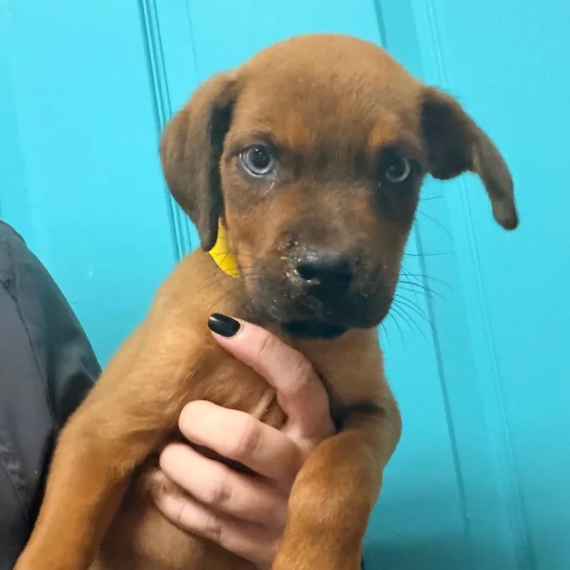 A baby small-sized female Brown / Chocolate Labrador Retriever dog named Dolly for adoption in Columbus, GA