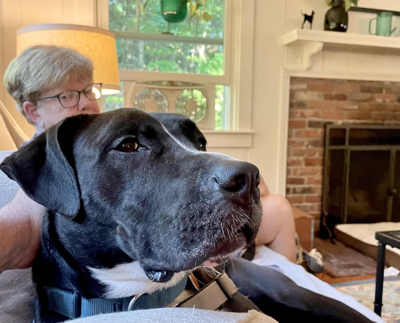 An adult large-sized male Black Labrador Retriever dog named Buck for adoption in Scituate, MA