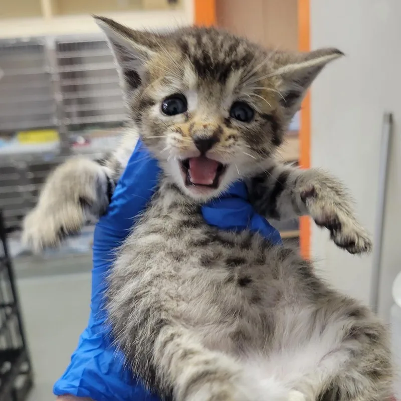 A baby small-sized male Brown / Chocolate Domestic Short Hair cat named Felix Rosenquist for adoption in Westminster, CA