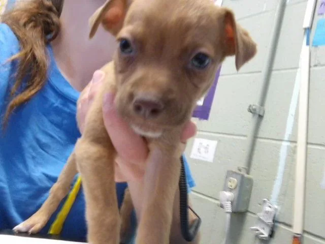 A baby small-sized male Pit Bull Terrier dog named Golden Grahms for adoption in Tulsa, OK