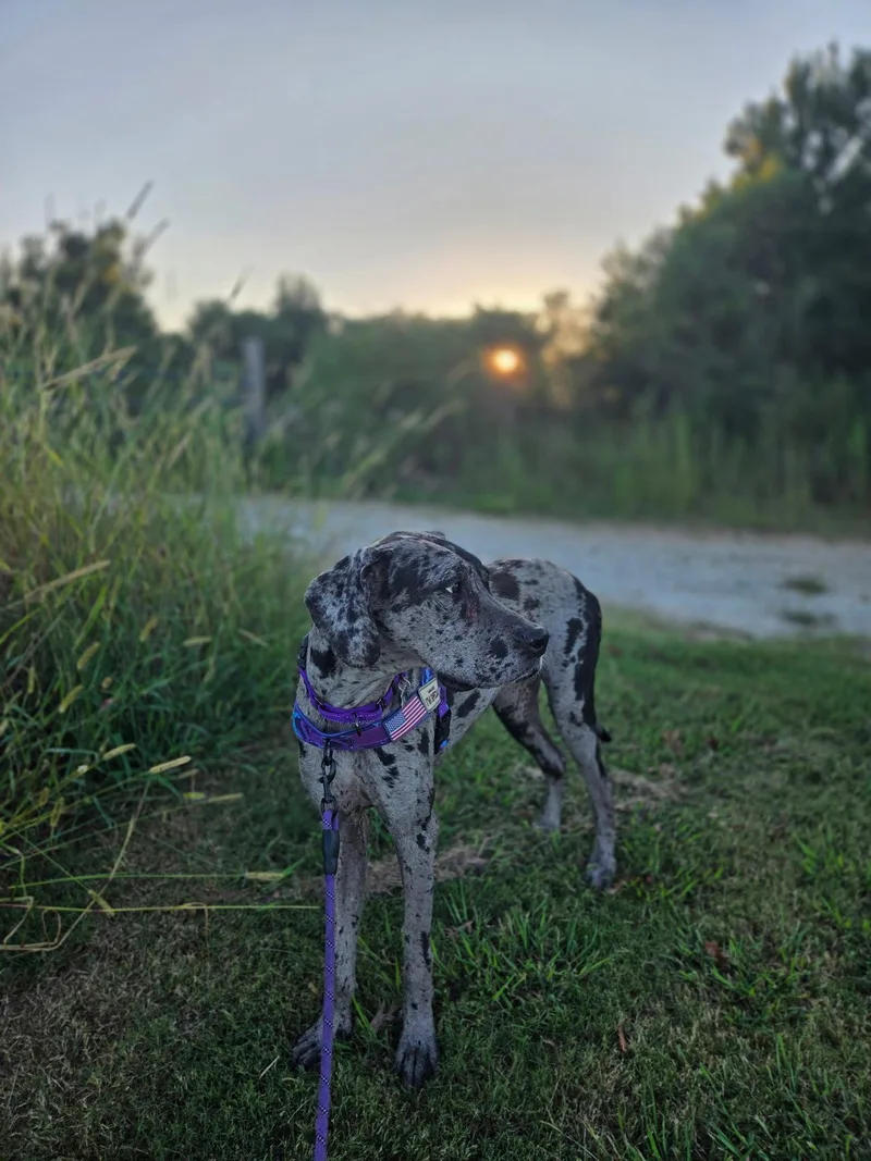 A young extra large-sized female Great Dane dog named Maxine for adoption in Mc Cormick, SC