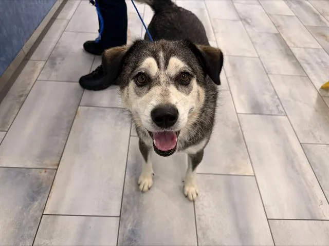 An adult medium-sized female Mixed Breed dog named Mya for adoption in Charlotte, NC