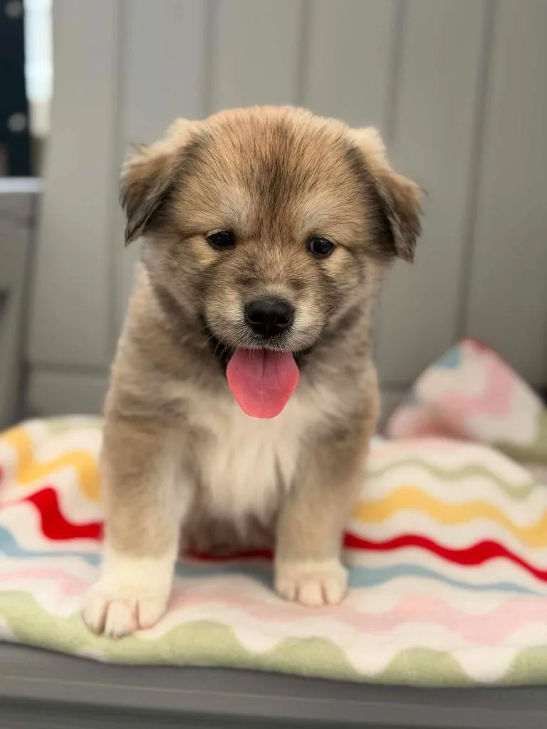 A baby medium-sized male Mixed Breed dog named Ice Cream Litter for adoption in Savage, MN