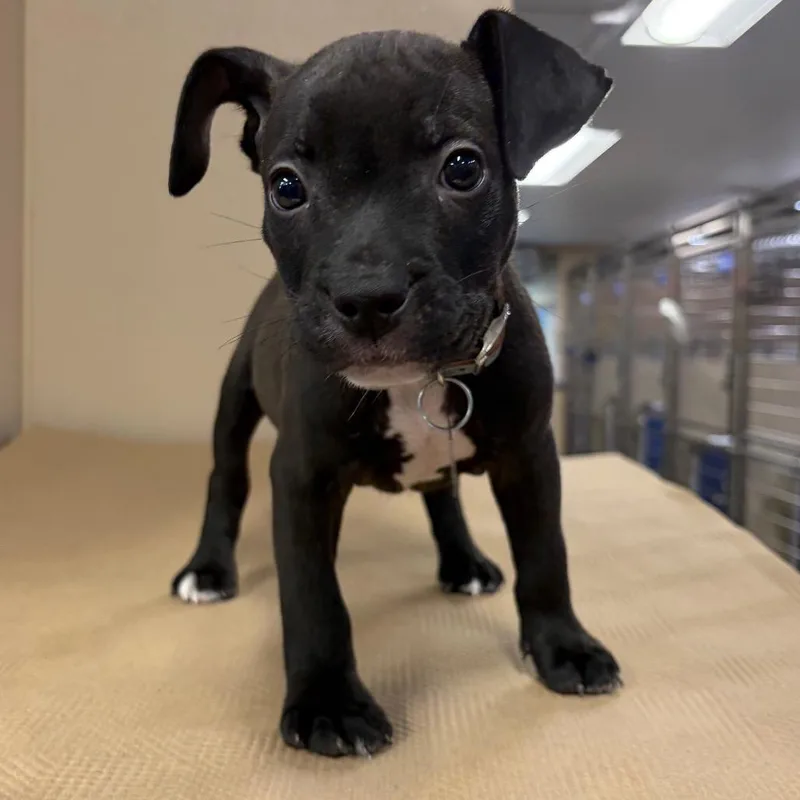 A baby small-sized male Terrier dog named SCR Jasper for adoption in Port Washington, NY