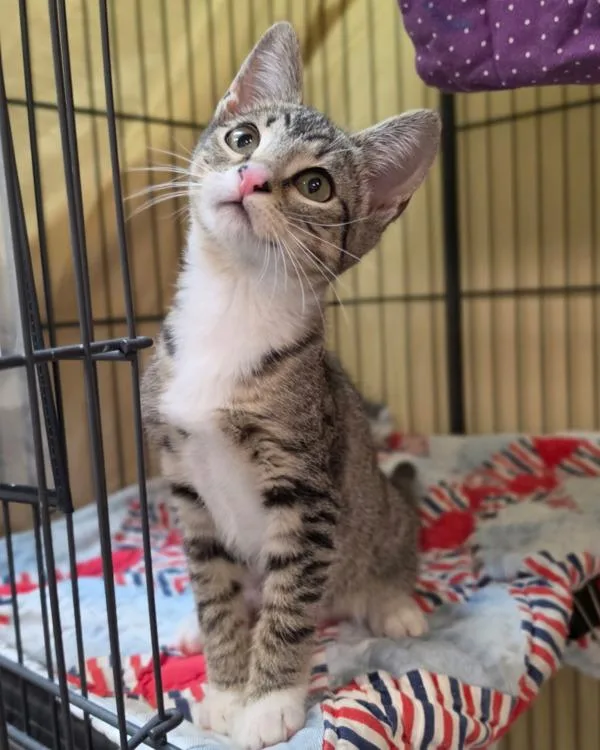 A baby small-sized female Domestic Short Hair cat named Petunia for adoption in Novato, CA