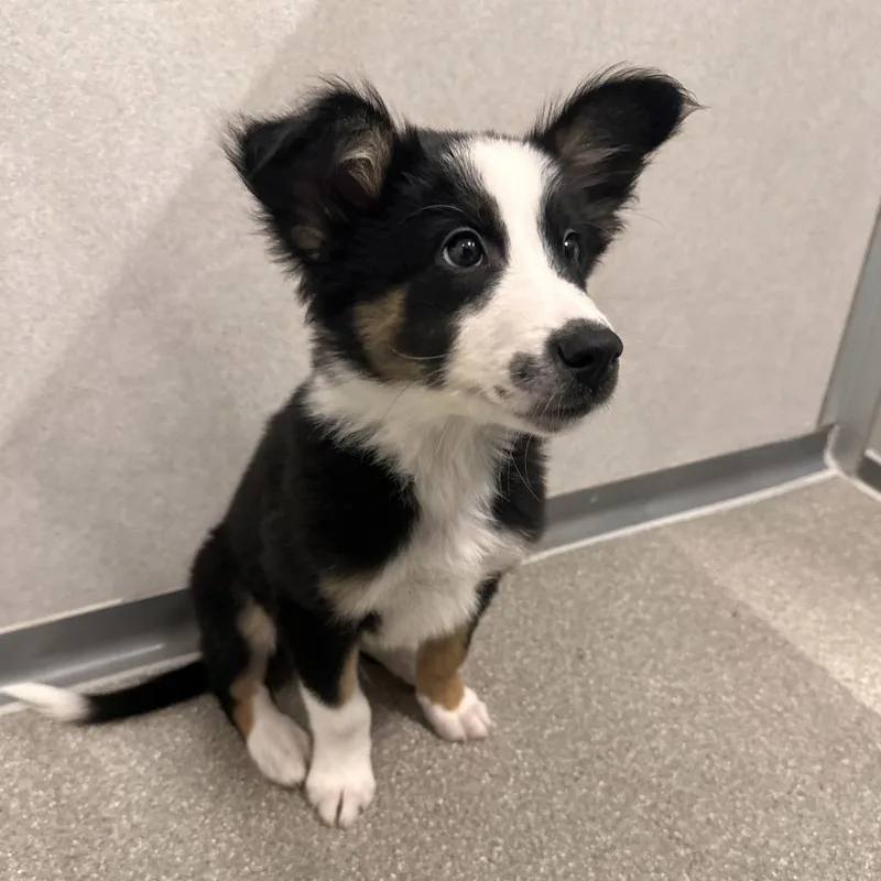 A baby small-sized male Black Mixed Breed dog named Colt for adoption in Hailey, ID