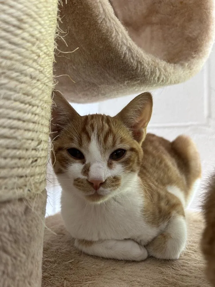 A young medium-sized male Orange & White Domestic Short Hair cat named Chucky for adoption in Ontario, CA