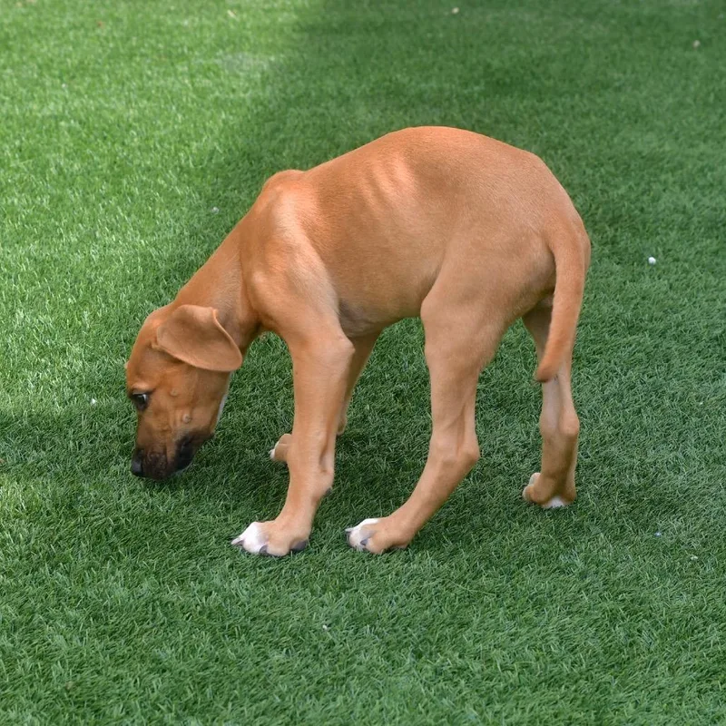 A baby medium-sized male Brown / Chocolate Mixed Breed dog named Simba for adoption in Ottawa, KS