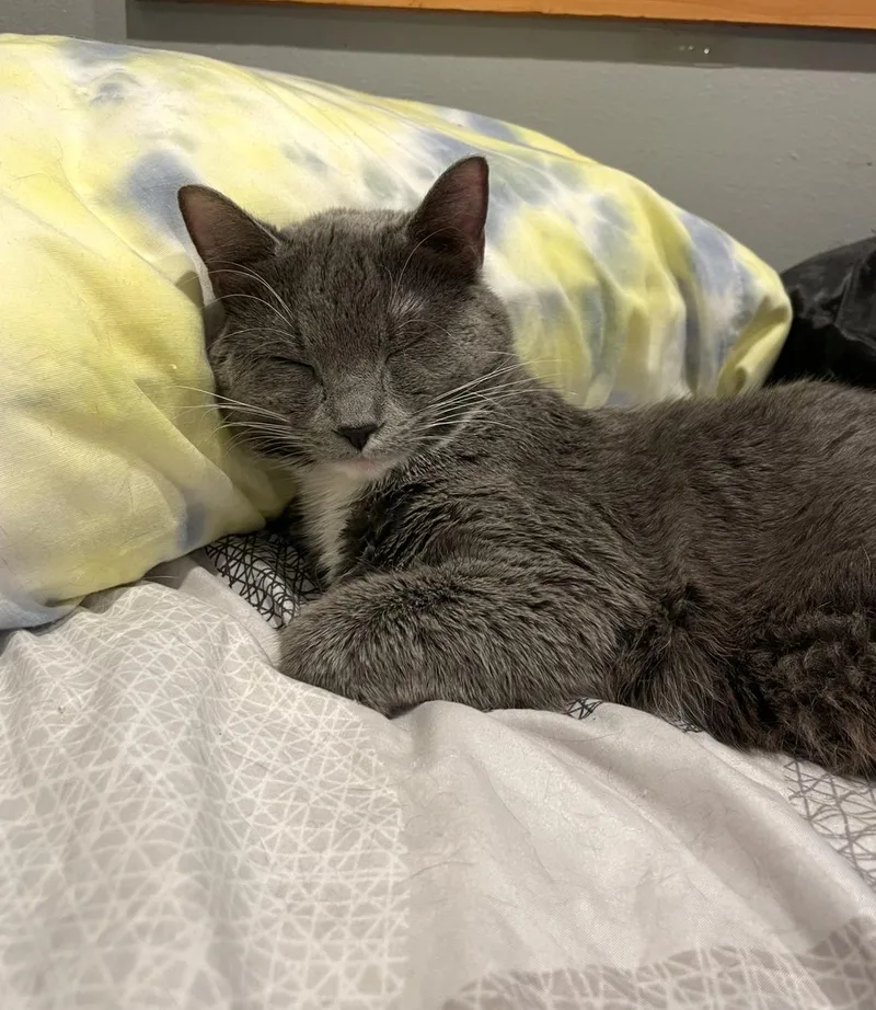 A young medium-sized female Gray & White Domestic Short Hair cat named Piper for adoption in Stoughton, WI
