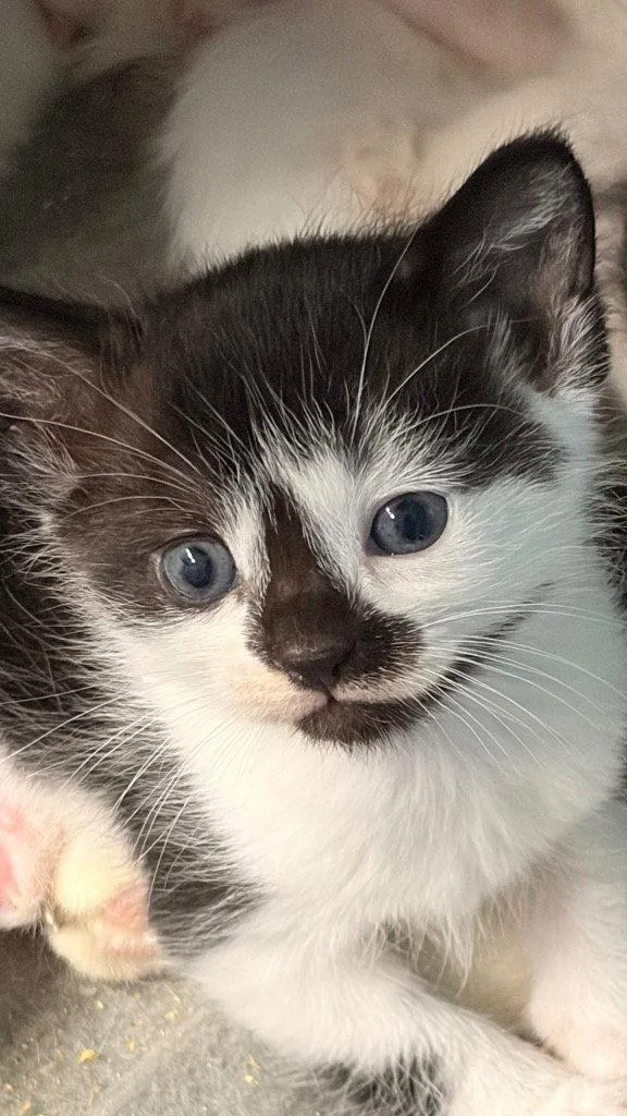 A baby medium-sized female Black & White / Tuxedo Domestic Short Hair cat named Eclipse for adoption in Battle Ground, WA