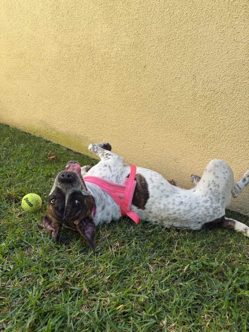 An adult medium-sized female American Staffordshire Terrier dog named Cleo pound for adoption in LOS ANGELES, CA