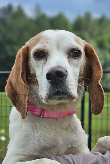 A senior small-sized female Beagle dog named Ingrid for adoption in West Chester, PA