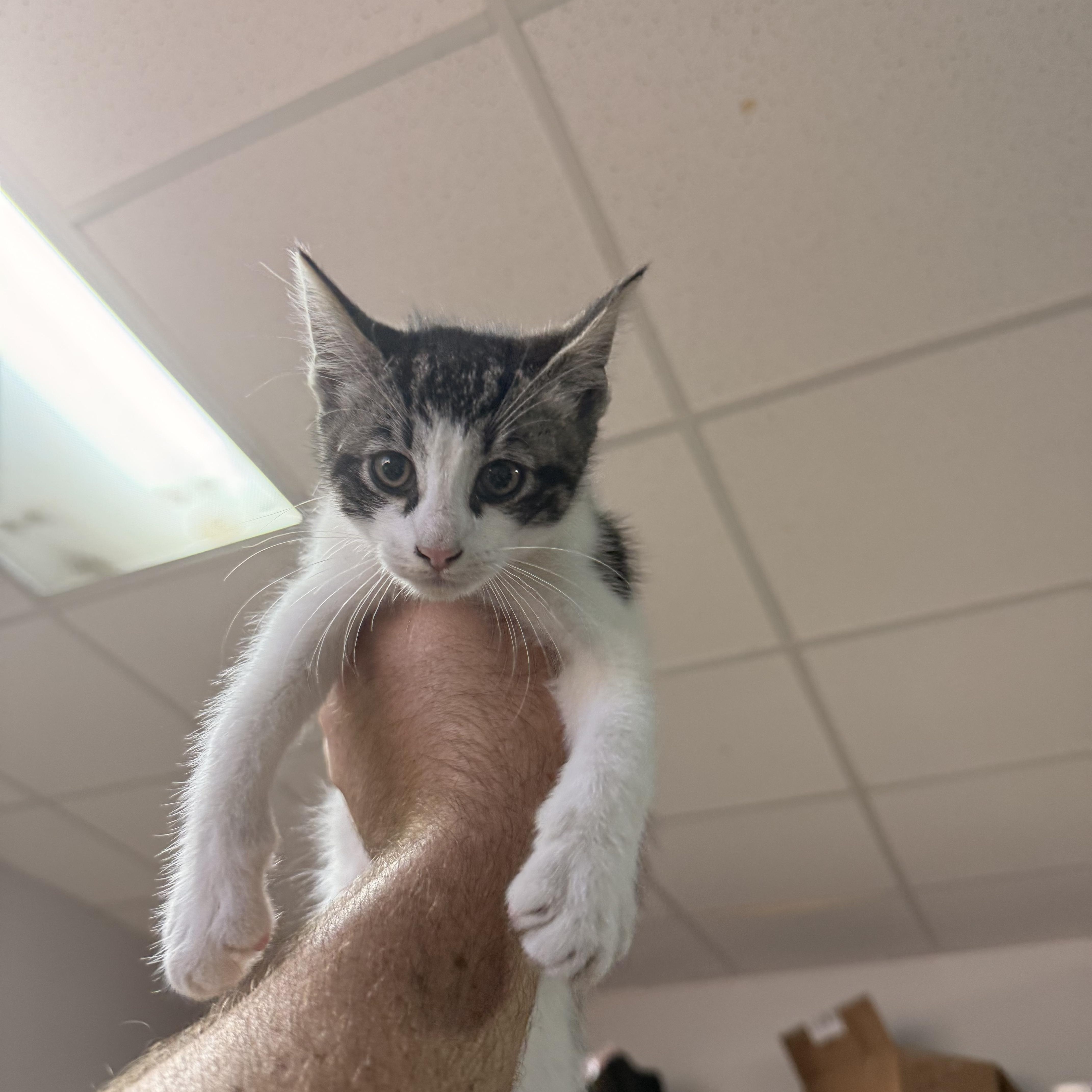 A baby medium-sized male Tabby (Gray / Blue / Silver) Tabby cat named Two for adoption in Columbia, SC