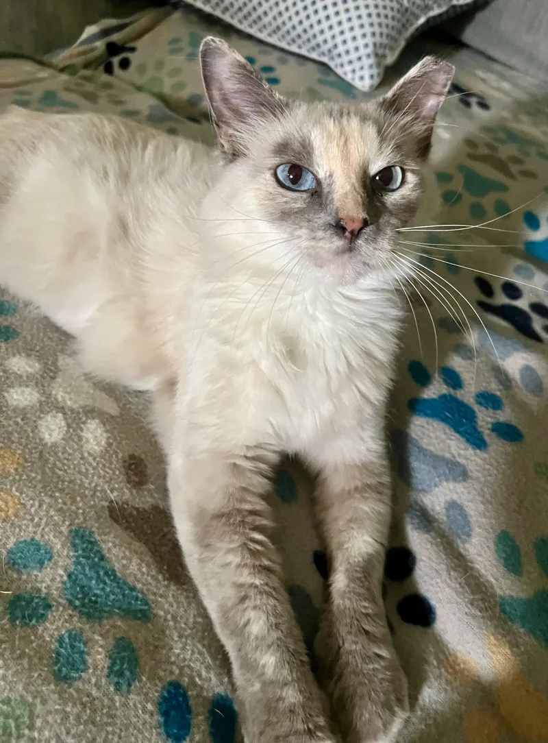 Snowball