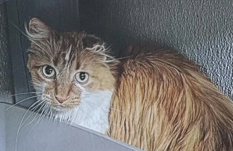 An adult medium-sized female Domestic Long Hair cat named Javy for adoption in Fort Madison, IA