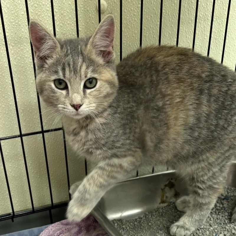 A baby small-sized female Gray / Blue / Silver Domestic Short Hair cat named Devlin for adoption in Galax, VA