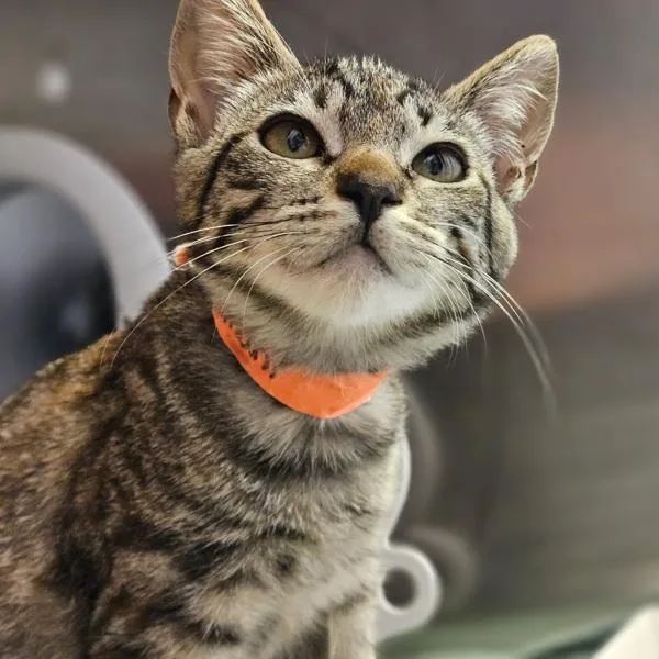 A baby small-sized female Domestic Short Hair cat named Amani for adoption in Oakland, CA
