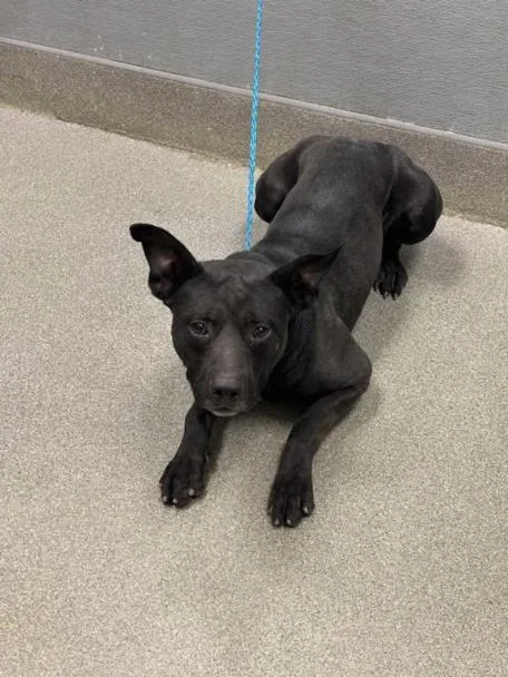 An adult large-sized male Pit Bull Terrier dog named Bruno for adoption in Las Vegas, NV