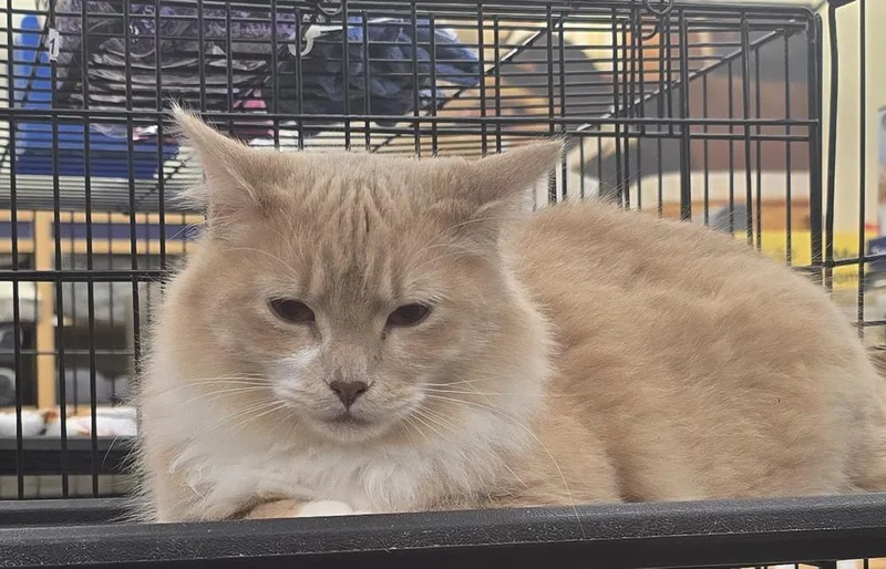A young medium-sized male Orange & White Domestic Short Hair cat named Firestone for adoption in Kinston, NC